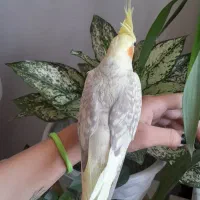 عروس هلندی گلباقالی ماده