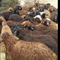 دام بره سلامت سبلان دامداری حاج اسماعیل