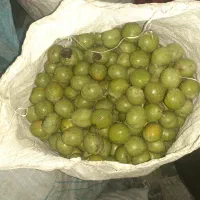 گردو عمده
