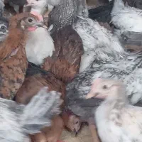 جوجه مرغ گلپایگانی وجهادی ۱تا ۴ماهه