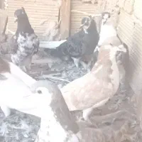 کفتررنگه پرشی