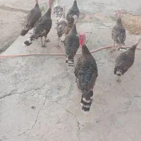 بوقلمون نر و ماده