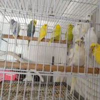 مرغ عشق پروانه ای اصل