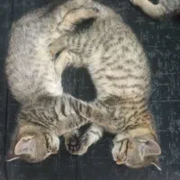 واگذاری رایگان گربه