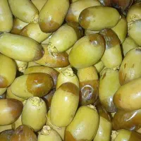 فروش عمده رطب سعمران
