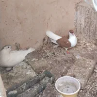 کبوتر