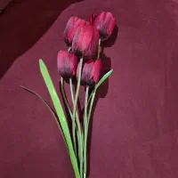 گل رز