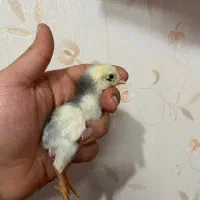 جوجه لاری طوسی پرمرغی تاجمهر