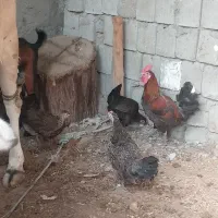 فروش مرغ و خروس وجوجه شهری ودوعددنری