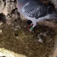 نر جان آردن