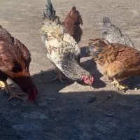 مرغ و خروس