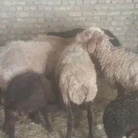 میش بره دار  .میش جوان .بره  .بز
