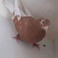 زرد پرشی با نسل عتیقه