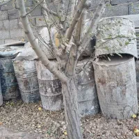 تخته ،بشکه