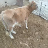 گوساله