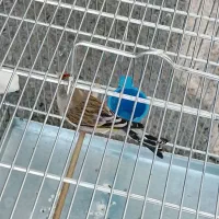 سهره قناری دهن سره درشت و قلمی قرص بخون