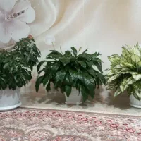 فروش تعدادی گل