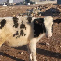 گوساله ماده جنس درجه یک