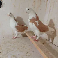 کبوترکفتر هماسرور دمسفید زرد