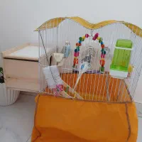 مرغ عشق