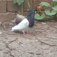 کبوتر