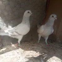 مجسمه مصری
