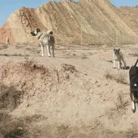 سگ کانکال اصل