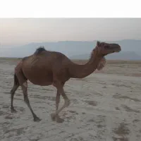 شتر ماده درشت