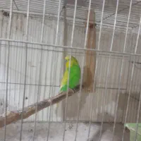 جوجه مرغ عشق آوا