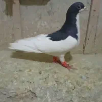 یال سیاه