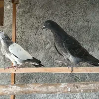 کبوتر تهرانی