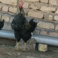 جوجه خروس محلی