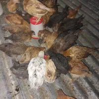 جوجه پاپر ، کاکلی ، لاری دو رگ ، رسمی