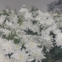 چهار باکس گل عروس