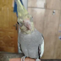 عروس هلندی دستی و سنگو
