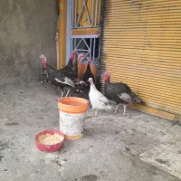 قو غاز|حیوانات مزرعه|کنگاور, |دیوار