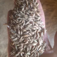 جو شش گوش