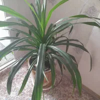 گل آپارتمانی پاندانوس  مناسب سالن وشرکت ها