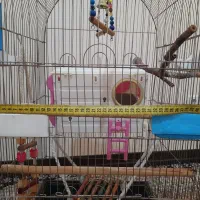 قفس پرنده
