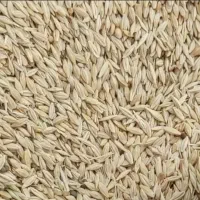 جو ابی درجه یک کیلویی ۵۳هزار ۶تن