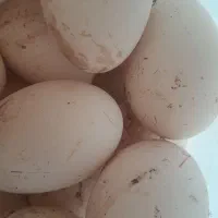 تخم غاز تازه نطفه دار