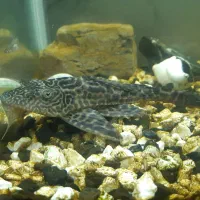 ماهی لجن خوار و کوسه ماهی