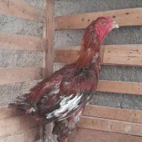 ۶ عدد خروس لاری یکساله