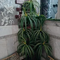 نخل مصنوعی