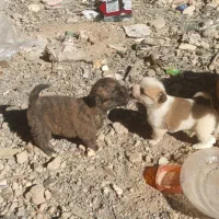 سگ پاپی خرسی