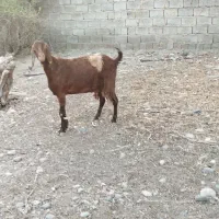 بزسقلوزا