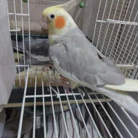 عروس هلندی