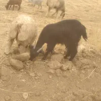کهره برای فروش