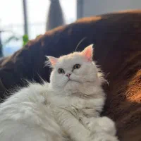 پرشین سفید نر جهت جفت گیر