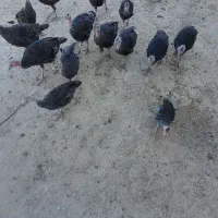 بقلمون